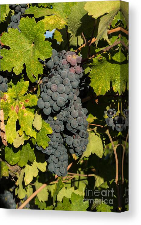 Grapes Canvas Print featuring the photograph Grape Harvest by Suzanne Luft