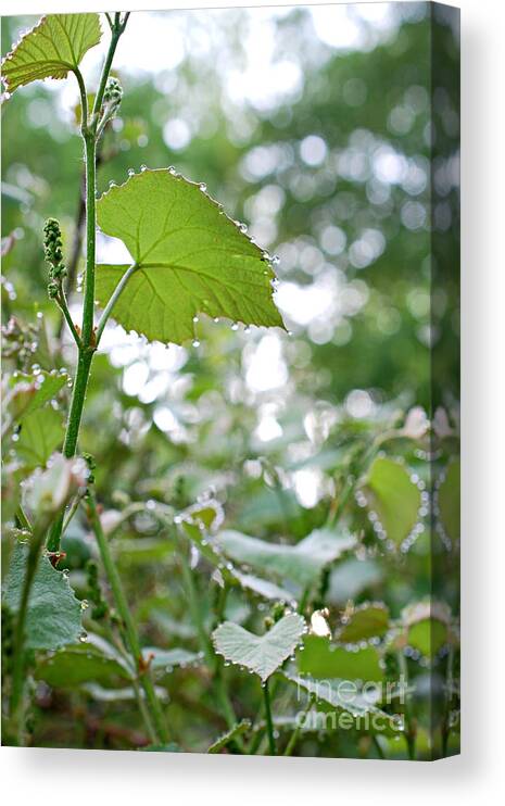 Tags: Grape Leaves With Tiny Droplets Print Photographs Canvas Print featuring the photograph Grapes in the Making by Lila Fisher-Wenzel