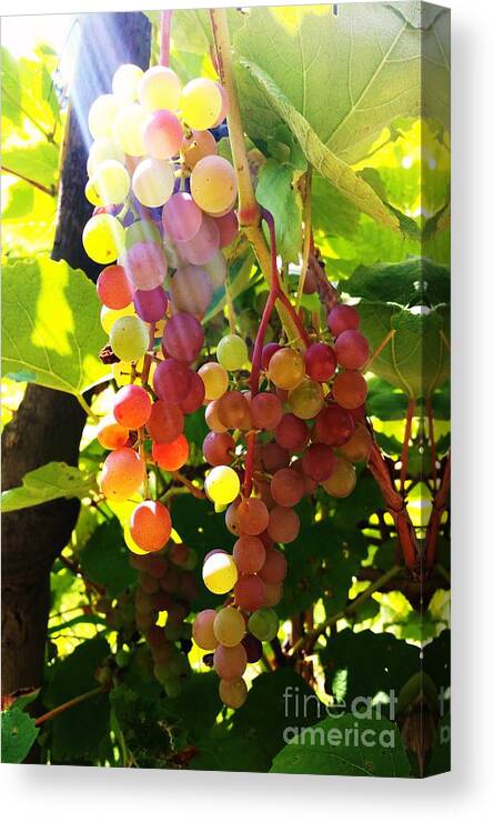 My Garden Canvas Print featuring the photograph Grapes by Rose Wang