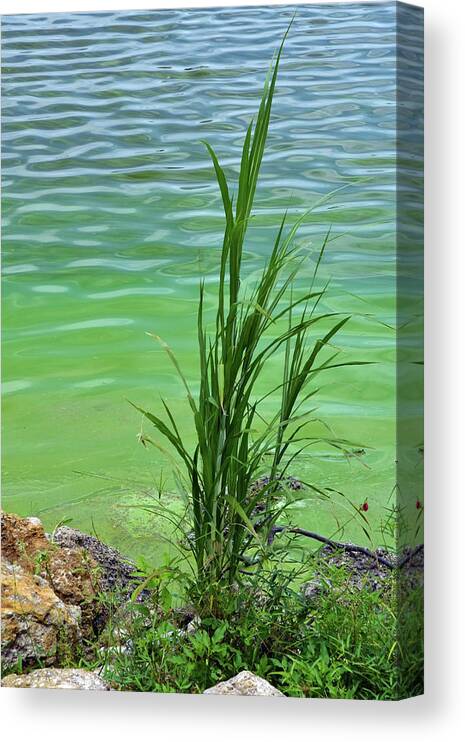 Algal Bloom Canvas Print featuring the photograph Grass And Cyanobacteria, Fl by Mary Beth Angelo