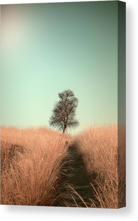 Tree Canvas Print featuring the photograph Grass And Path by Jaap Van Den