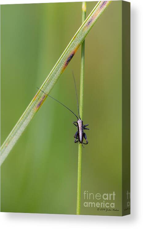 Cricket Canvas Print featuring the photograph Grass climber by Jivko Nakev