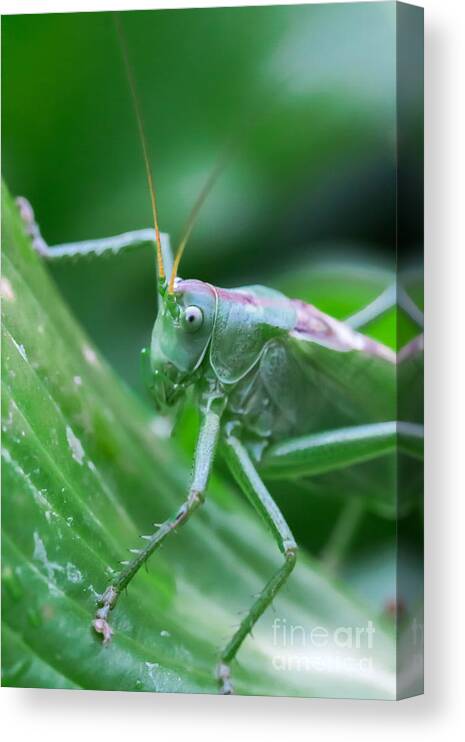Bug Canvas Print featuring the photograph Grasshopper by Amanda Mohler