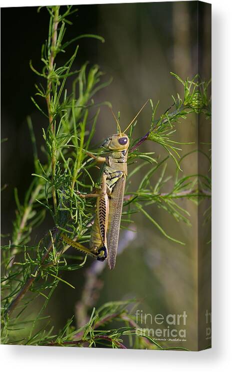 Insect Canvas Print featuring the photograph Grasshopper by Tannis Baldwin