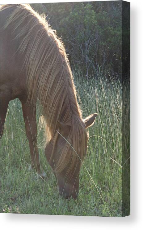  Canvas Print featuring the photograph Grazing Horse by Nancy Edwards