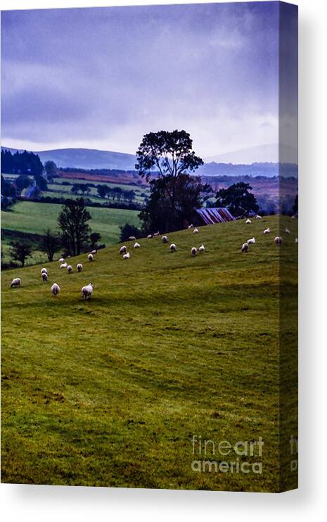 Northern Ireland Canvas Print featuring the photograph Grazing Sheep Emerald Isle by Thomas R Fletcher