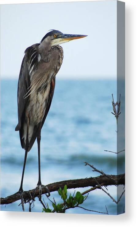 Birds Canvas Print featuring the photograph GREAT BLUE HERON - PERCHED No.2 by Janice Adomeit
