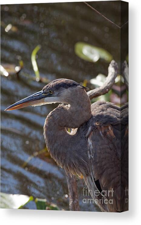 Heron Canvas Print featuring the photograph Great Blue Heron in Profile by Natural Focal Point Photography