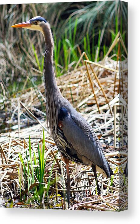 Great Blue Heron Canvas Print featuring the photograph Great Blue Heron Standing Tall by Terry Elniski
