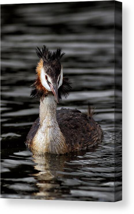  Animal Canvas Print featuring the photograph Great Crested Grebe by Grant Glendinning