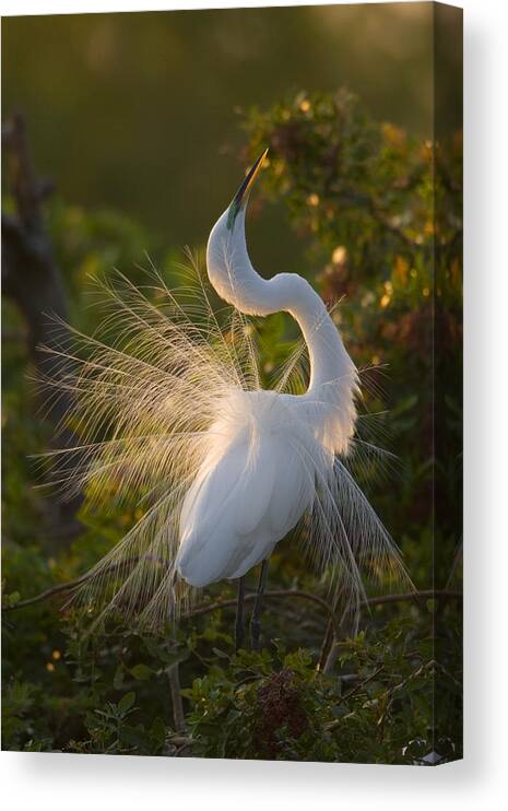 Feb0514 Canvas Print featuring the photograph Great Egret Courting In Breeding by Tom Vezo