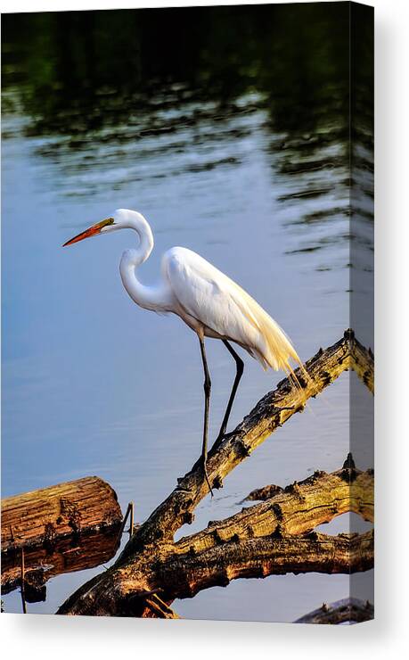 Ardea Canvas Print featuring the photograph Great Egret Fishing by Patrick Wolf