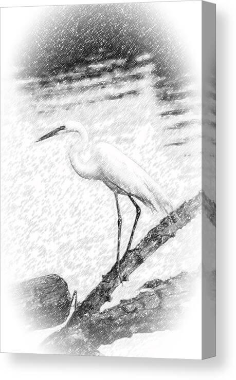 Ardea Canvas Print featuring the photograph Great Egret Fishing Pencil Sketch by Patrick Wolf