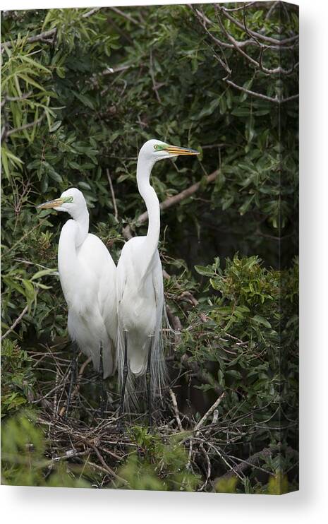 Feb0514 Canvas Print featuring the photograph Great Egrets In Breeding Plumage Florida by Tom Vezo