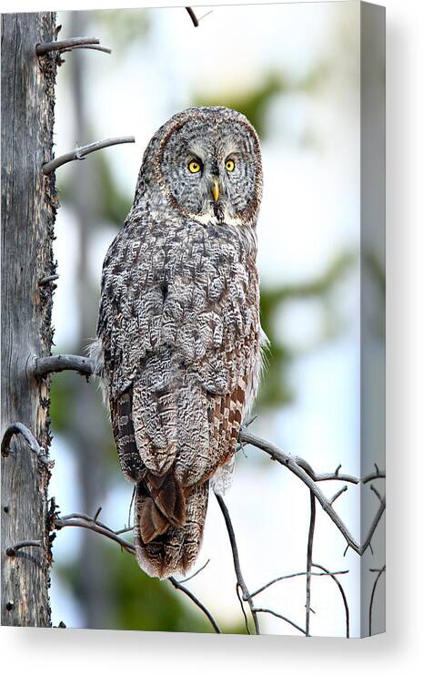 Great Gray Owl Canvas Print featuring the photograph Great Gray by Bill Singleton