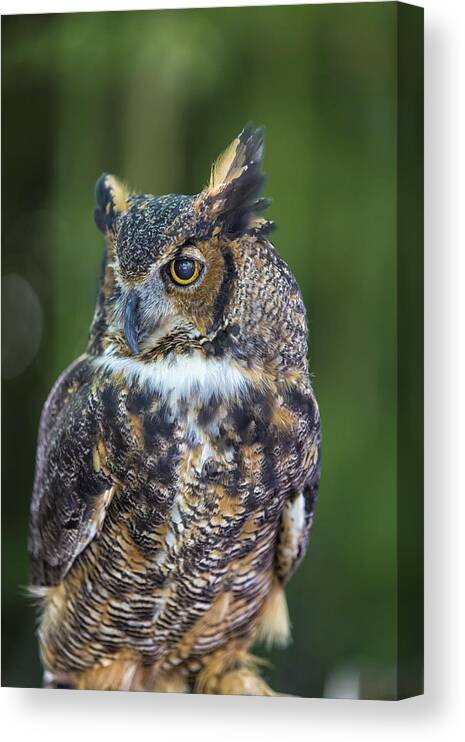 Owl Canvas Print featuring the photograph Great Horned Owl by Bill and Linda Tiepelman