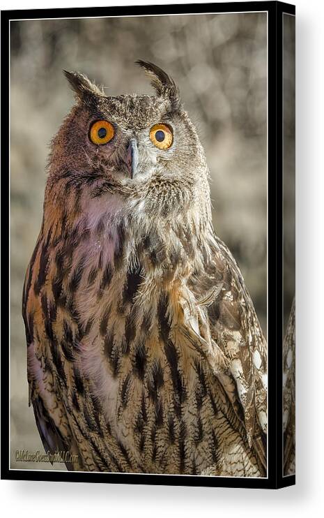 Great Horned Owl Canvas Print featuring the photograph Great Horned Owl by LeeAnn McLaneGoetz McLaneGoetzStudioLLCcom