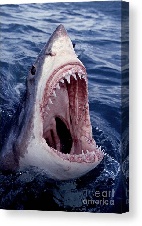 Great White Shark Canvas Print featuring the photograph Great White Shark lunging out of the ocean with mouth open showing teeth by Brandon Cole