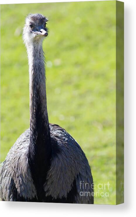 Greater Rhea Canvas Print featuring the photograph Greater Rhea 7D9038 by Wingsdomain Art and Photography