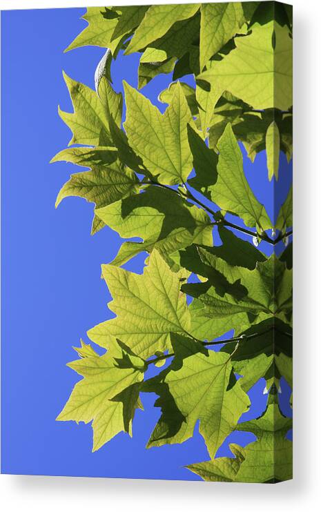 Leaves Canvas Print featuring the photograph Green and Blue by James Knight
