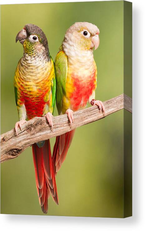 Green-cheeked Conure Canvas Print featuring the photograph Green-cheeked Conure And Pineapple by David Kenny
