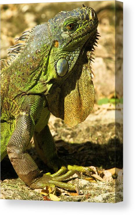 Iguana Canvas Print featuring the photograph Green Cozumel Iguana by Adam Jewell