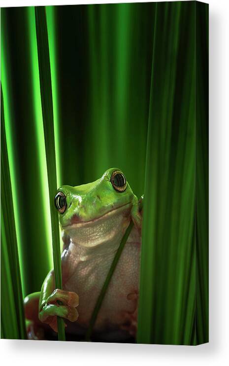 Macro Canvas Print featuring the photograph Green Frog by Ahmad Gafuri