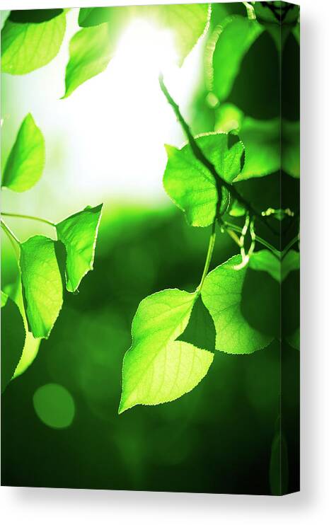 Sunlight Canvas Print featuring the photograph Green Leaves With Sunlight by Jeja
