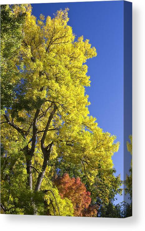Autumn Canvas Print featuring the photograph Green Orange Yellow and Blue by James BO Insogna