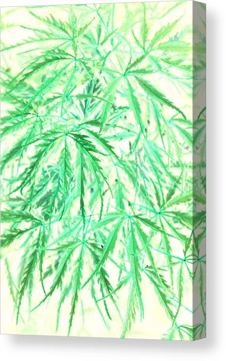 Jamie Lynn Gabrich Canvas Print featuring the photograph Green Splender by JamieLynn Warber