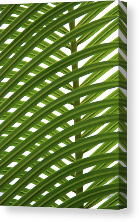 Sago Palm Canvas Print featuring the photograph Green Weaver by James Knight