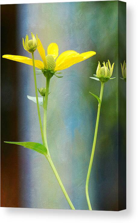 Flowers Canvas Print featuring the photograph Greeting The Day by Fraida Gutovich