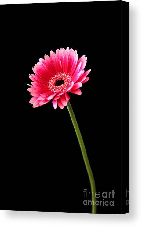 Daisy Canvas Print featuring the photograph Greetings by Eden Baed