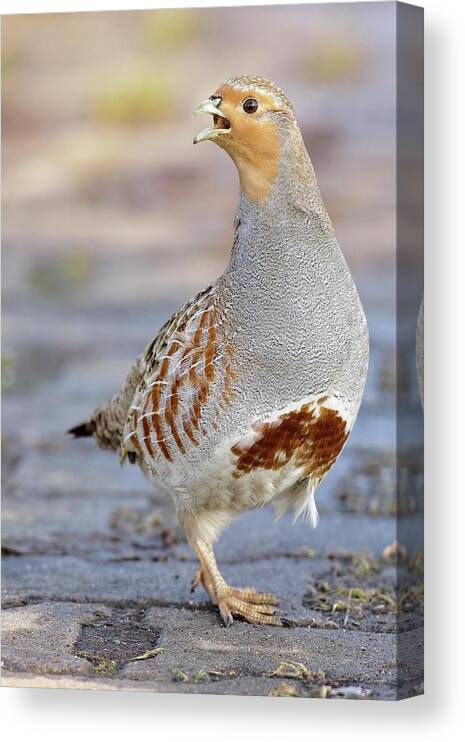 Biology Canvas Print featuring the photograph Grey Partridge by Bildagentur-online/mcphoto-rolfes/science Photo Library