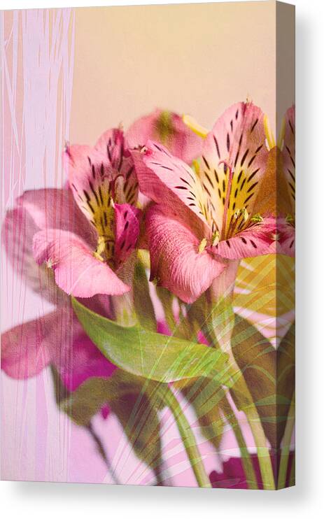 Peruvian Lily Canvas Print featuring the photograph Peruvian Lilies by Crystal Wightman