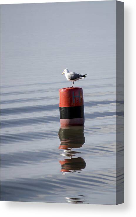 Sand Canvas Print featuring the photograph Gull by Spikey Mouse Photography