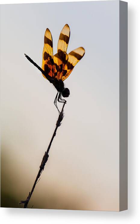 Dragonfly Canvas Print featuring the photograph Halloween Pennant Dragonfly Glow by Ed Gleichman
