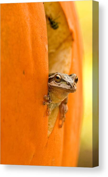 Frog Canvas Print featuring the photograph Halloween surprise by Jean Noren