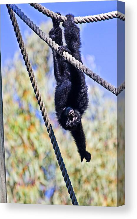 Siamang Canvas Print featuring the photograph Happy by Miroslava Jurcik