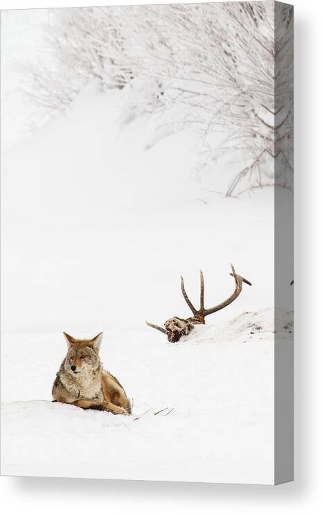 Coyote Canvas Print featuring the photograph Hard Winter by Sandy Sisti