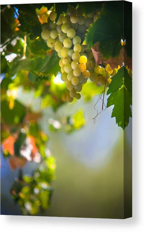 Grape Canvas Print featuring the photograph Harvest Time. Sunny Grapes V by Jenny Rainbow