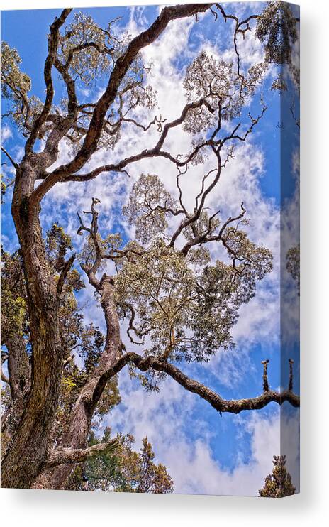 Clouds Canvas Print featuring the photograph Hawaiian Sky by Jim Thompson