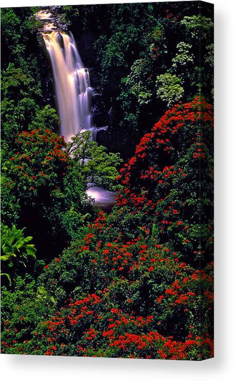 Waterfall Canvas Print featuring the photograph Hawaiian Waterfall with Tulip Trees by Marie Hicks