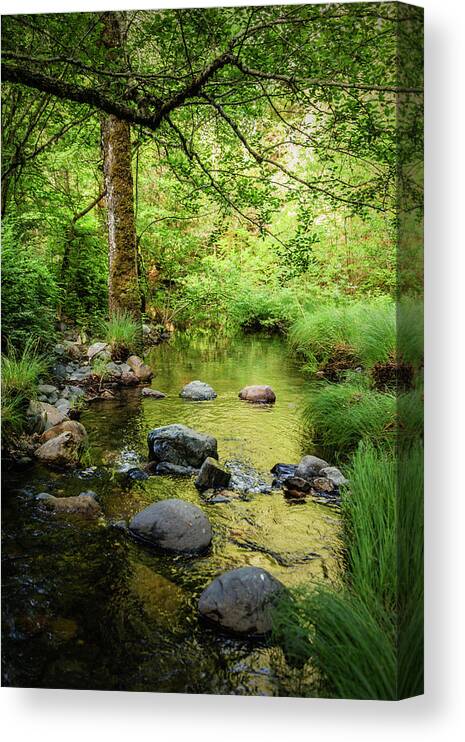 Forest Canvas Print featuring the photograph Headwaters Of Santa Rosa Creek, Santa by Ron Koeberer