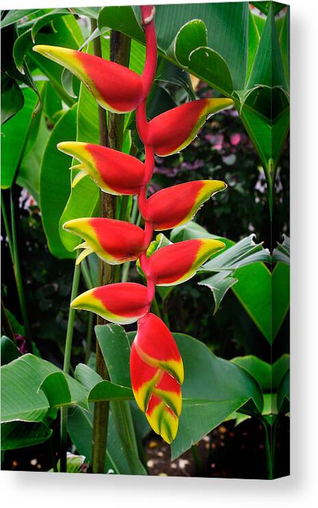 Tropical Canvas Print featuring the photograph Heliconia Rostrata 2 - A blooming Heliconia rostrata flower by Nature Photographer