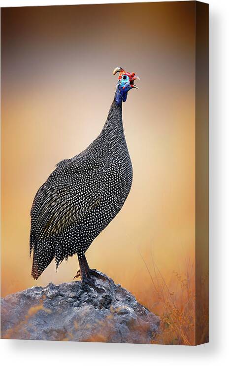 Helmeted Canvas Print featuring the photograph Helmeted Guinea-fowl perched on a rock by Johan Swanepoel
