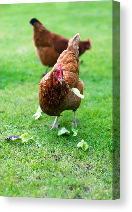 Chicken Canvas Print featuring the photograph Hen by Fizzy Image