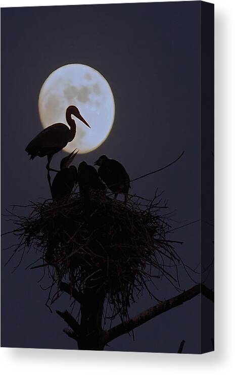 Heron Canvas Print featuring the photograph Heron Nest With Full Moon by Dale J Martin