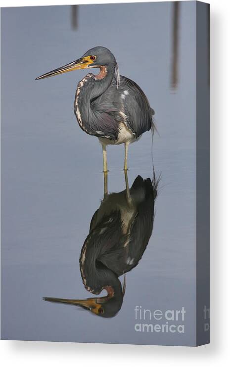 Heron Canvas Print featuring the photograph Heron Reflections by Jayne Carney