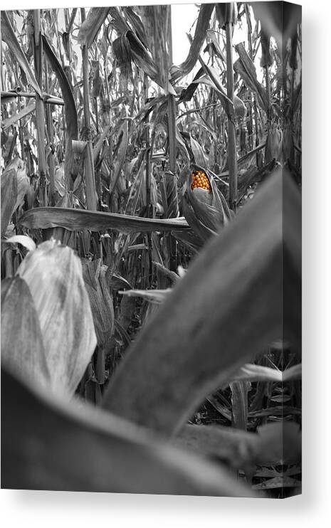 Dylan Punke Canvas Print featuring the photograph Hidden Kernels by Dylan Punke